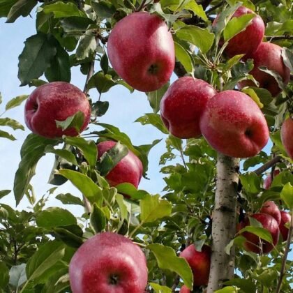 Apple product image
