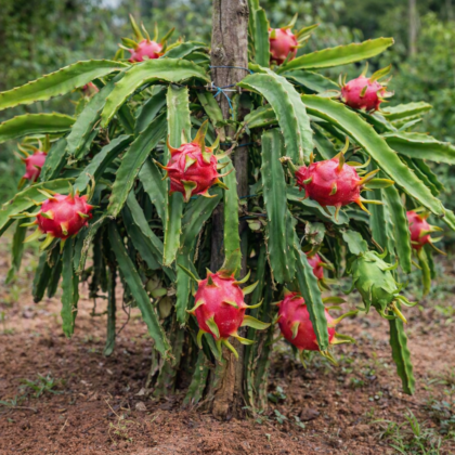 Dragon Fruit Plant product image