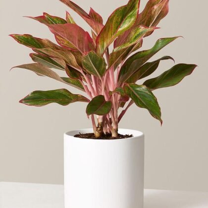 Aglaonema Plant product image