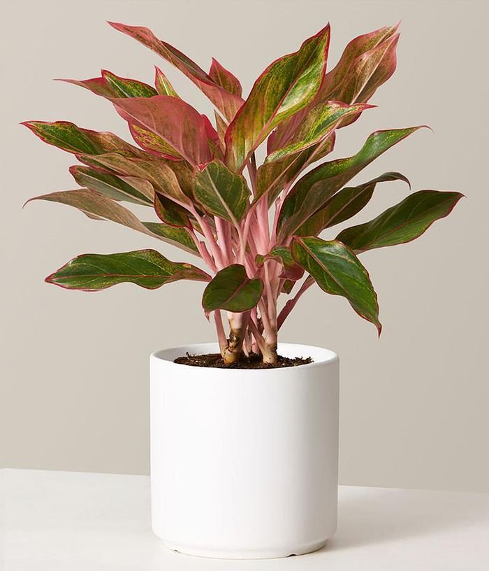 Aglaonema Plant product image