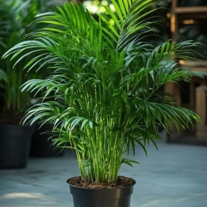 Areca Palm product image
