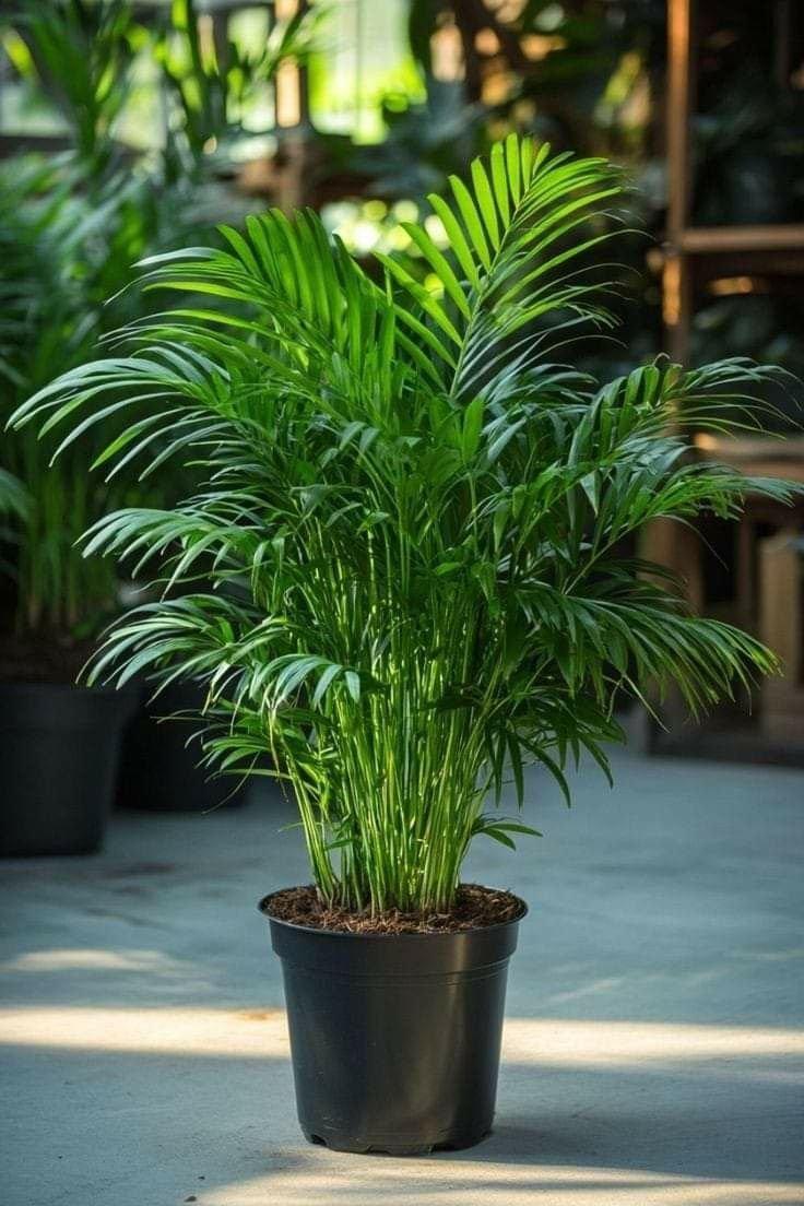 Areca Palm product image