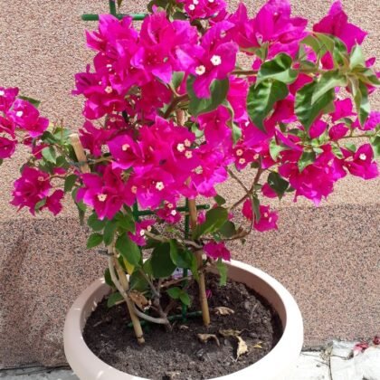 Bougainvillea Plant product image