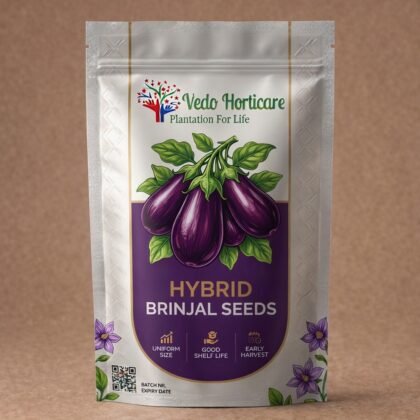 Brinjal Seeds product image