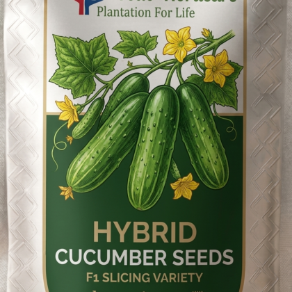 Cucumber Seeds product image