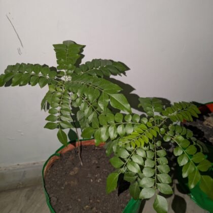Curry Leaf (Kadi Patta) product image
