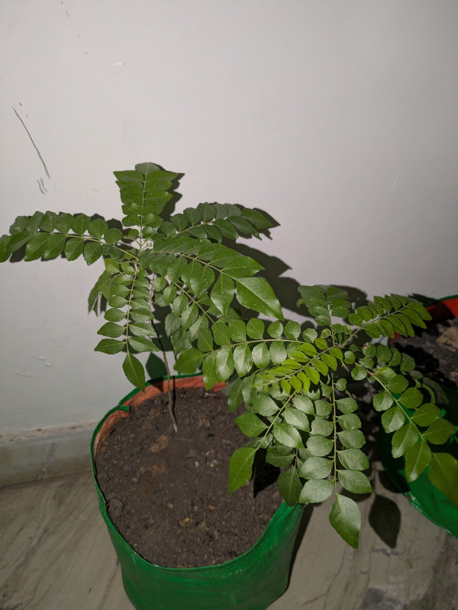 Curry Leaf (Kadi Patta) product image