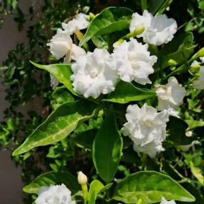 Double Chandni Plant product image