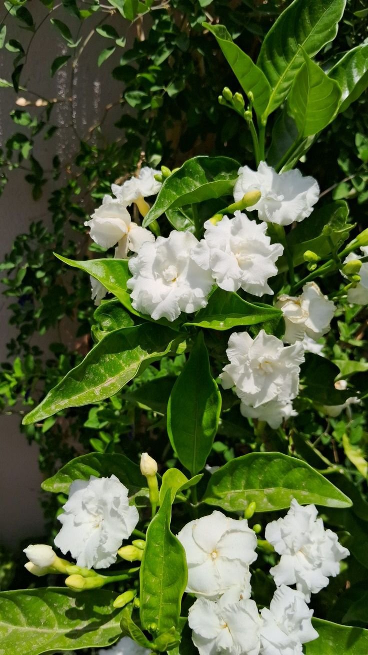Double Chandni Plant product image