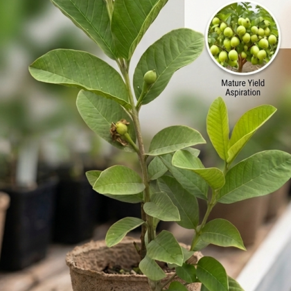 Guava Plant product image