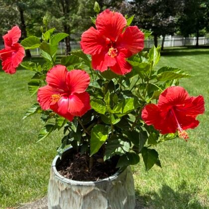 Hibiscus Plant product image
