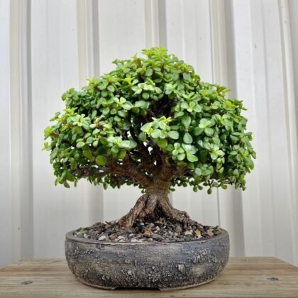 Jade Plant product image