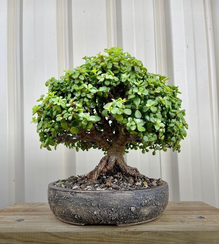 Jade Plant product image
