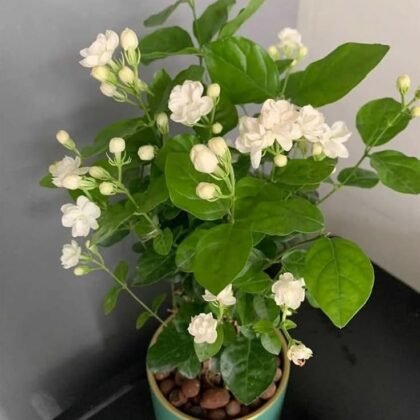 Jasmine Plant product image