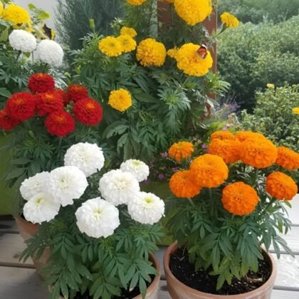 Marigold Plant product image