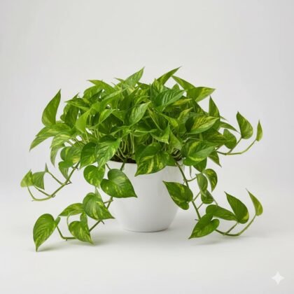 Money Plant product image