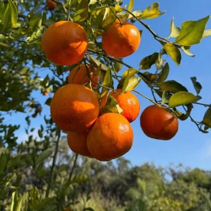 Orange Plant product image