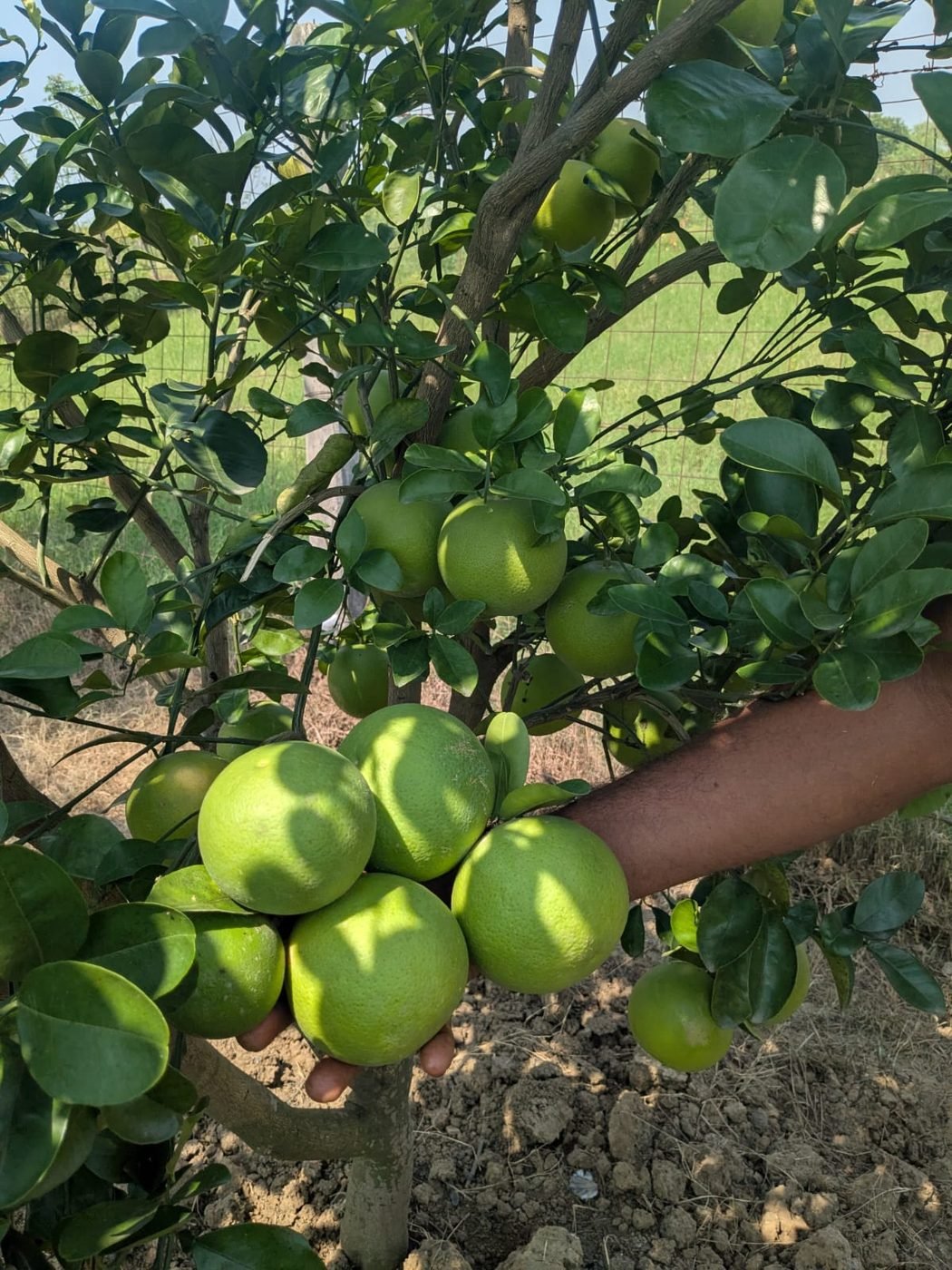 Orange plant extra
