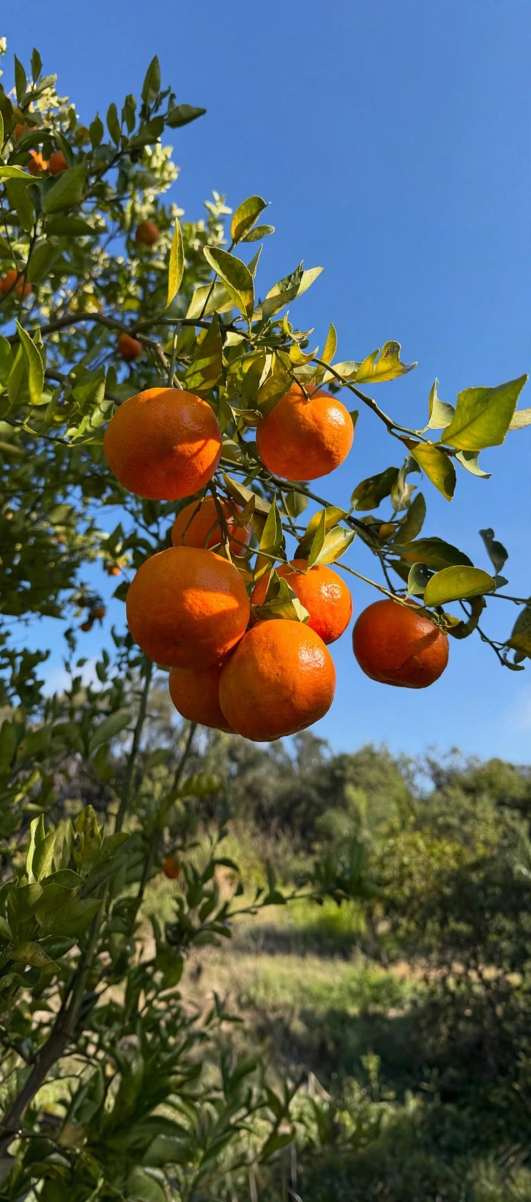 Orange Plant product image