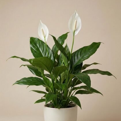 Peace Lily product image