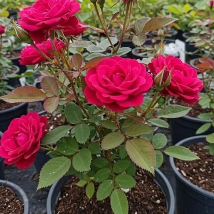 Rose Plant product image