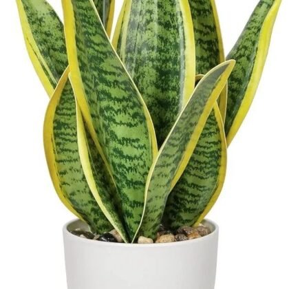 Snake Plant product image