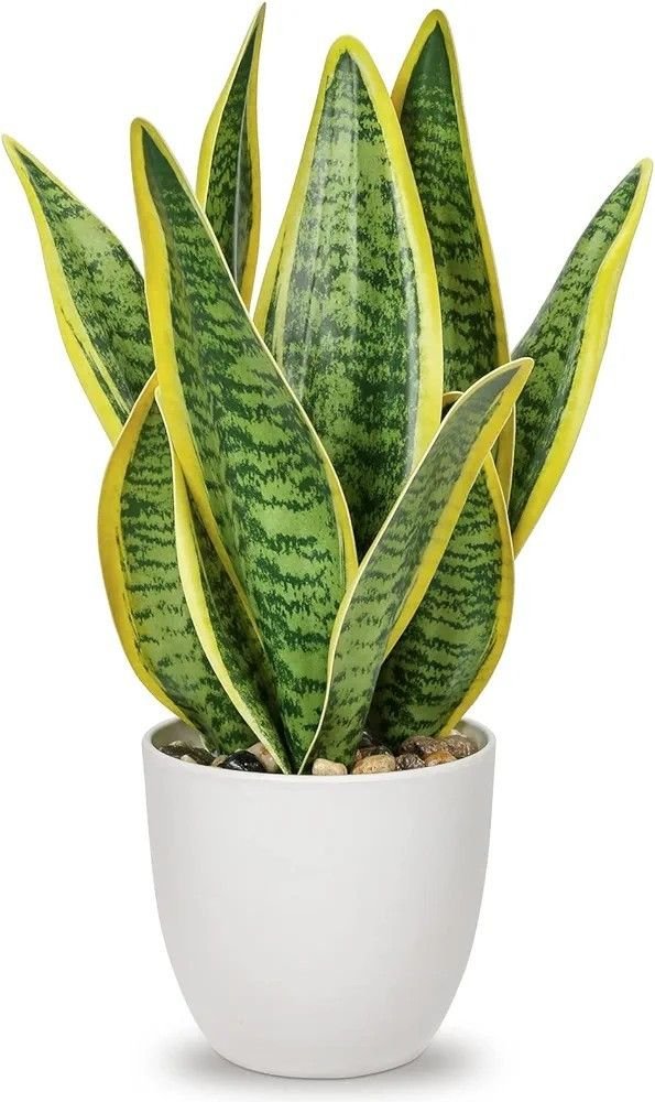 Snake Plant product image