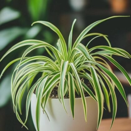 Spider Plant product image