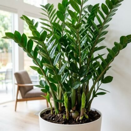 ZZ Plant product image