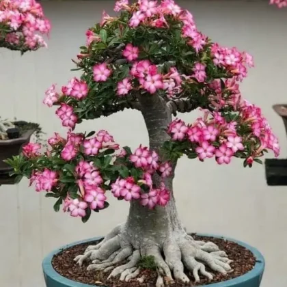 Vedo plants adenium vh plant