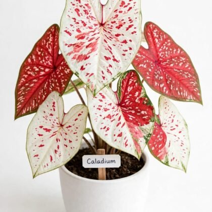 Vedo plants caladium polka vh plant