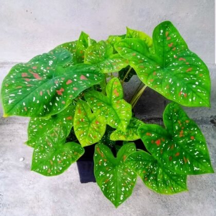 Vedo plants caladium vh plant