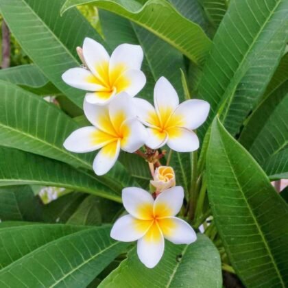 Vedo plants champa vh plant