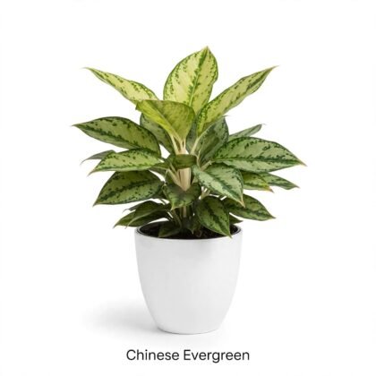 Vedo plants chinese evergreen vh plant