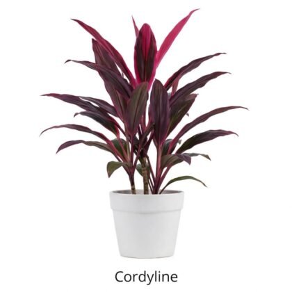 Vedo plants cordyline vh plant