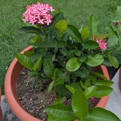 Vedo plants ixora vh plant