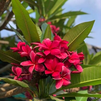 Vedo plants red champa vh plant