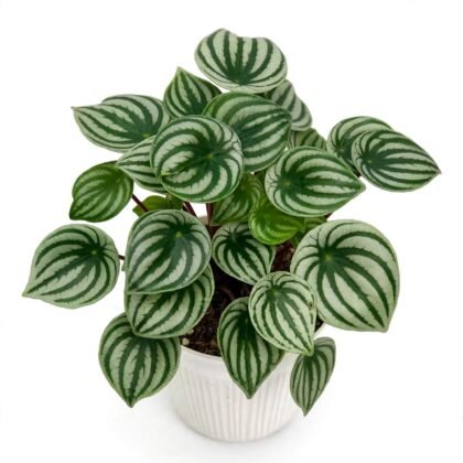 Vedo plants watermelon peperomia vh plant