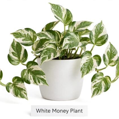 Vedo plants white marble money plant vh plant